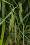 Cypress swamp sedge